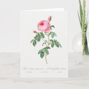 Roze Rose Pierre-Joseph Redoute Wenskaart Kaart