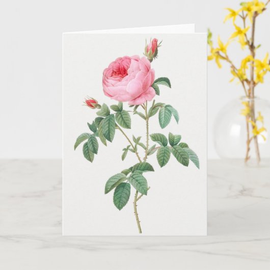 Roze Rose Pierre-Joseph Redoute Wenskaart Kaart (Gele Bloem)