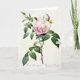 Roze Rose Pierre-Joseph Redoute Wenskaart Kaart