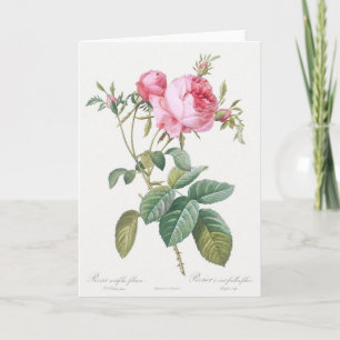 Roze Rose Pierre-Joseph Redoute Wenskaart Kaart