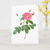 Roze Rose Pierre-Joseph Redoute Wenskaart Kaart (Gele Bloem)