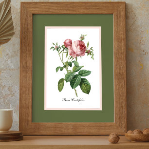 Roze Rose Pierre Redoute Botanical Poster