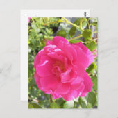 Roze Rose Post Kaart (Voorkant / Achterkant)