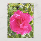 Roze Rose Post Kaart (Voorkant)