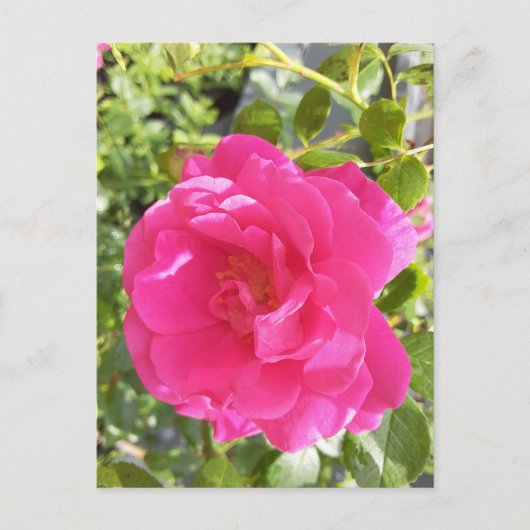 Roze Rose Post Kaart (Voorkant)