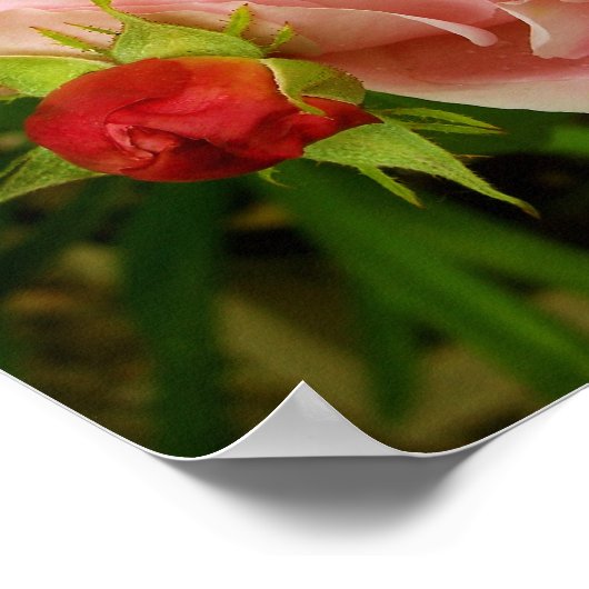 Roze Rose Poster (Hoek)
