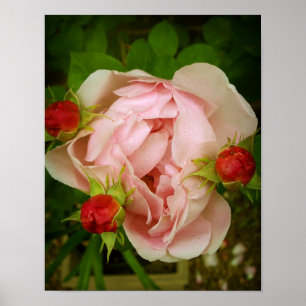 Roze Rose Poster