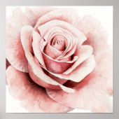Roze Rose Poster (Voorkant)