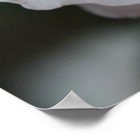 Roze Rose Poster (Hoek)