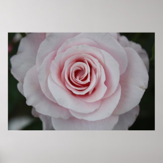 Roze Rose Poster