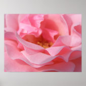 Roze Rose Poster (Voorkant)