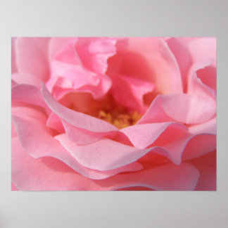 Roze Rose Poster