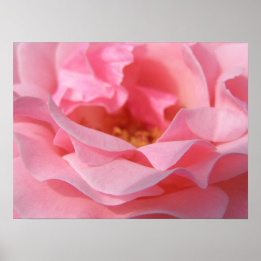 Roze Rose Poster (Voorkant)