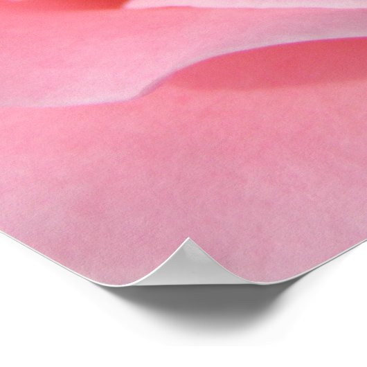 Roze Rose Poster (Hoek)