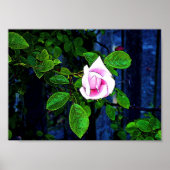Roze Rose Poster (Voorkant)
