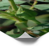 Roze Rose Poster (Hoek)