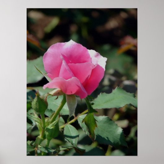 Roze Rose Poster (Voorkant)