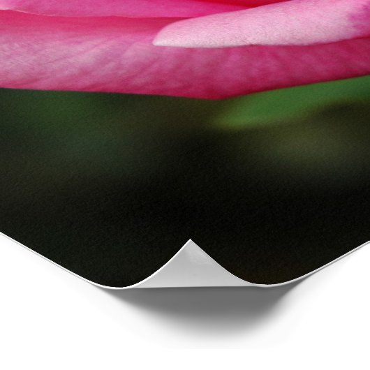 Roze Rose Poster (Hoek)