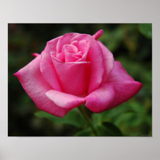 Roze Rose Poster
