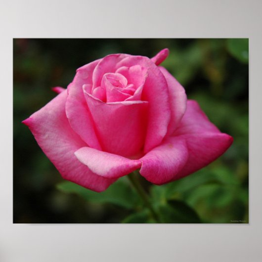 Roze Rose Poster (Voorkant)