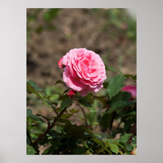 Roze Rose Poster (Voorkant)