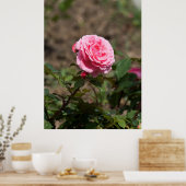 Roze Rose Poster (Keuken)
