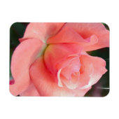 Roze Rose Premium magneet (Horizontaal)