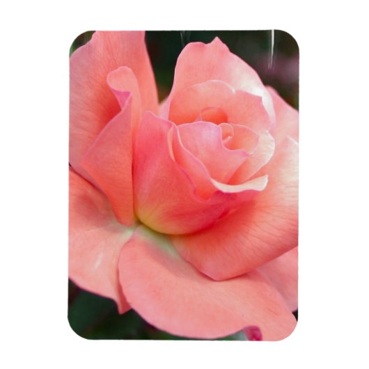 Roze Rose Premium magneet (Verticaal)