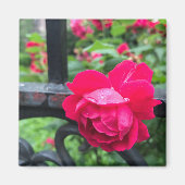 Roze Rose Raindrops Dew Garden Gate Foto Magneet (Voorkant)