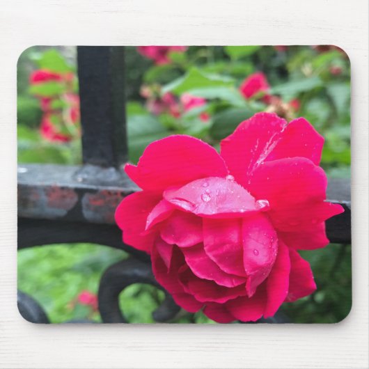 Roze Rose Raindrops Dew Garden Gate Foto Muismat (Voorkant)