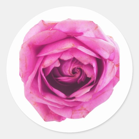 Roze Rose Ronde Sticker (Voorkant)