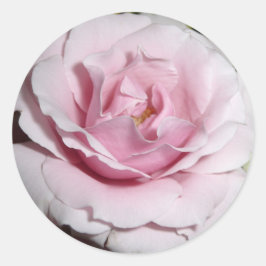 Roze Rose Ronde Sticker