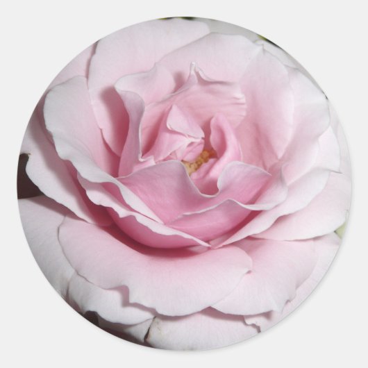 Roze Rose Ronde Sticker (Voorkant)