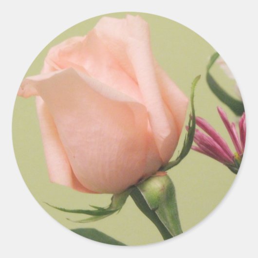 Roze Rose Ronde Sticker (Voorkant)