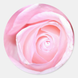Roze Rose Ronde Sticker
