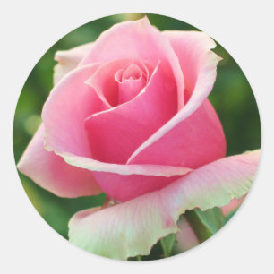 Roze Rose Ronde Sticker