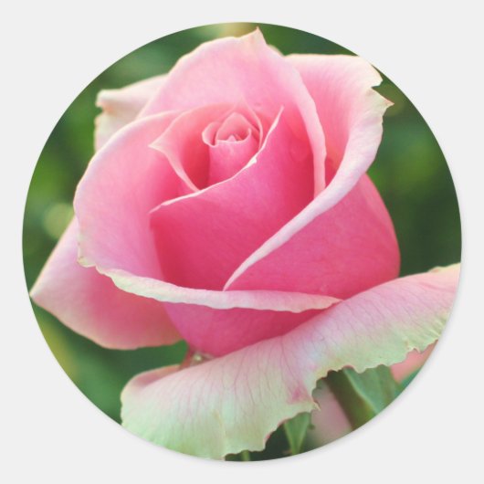 Roze Rose Ronde Sticker (Voorkant)