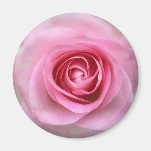Roze Rose Round Magnet (Voorkant)
