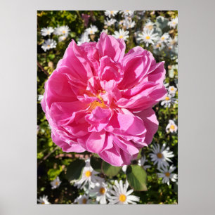 Roze Rose Rozen David Austin Flower Garden Poster