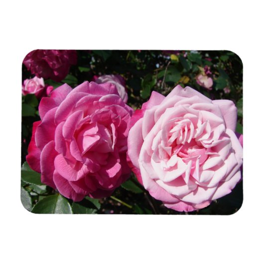 Roze Rose rozen foto  Birthday Magnet Magneet (Horizontaal)