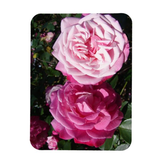 Roze Rose rozen foto  Birthday Magnet Magneet (Verticaal)