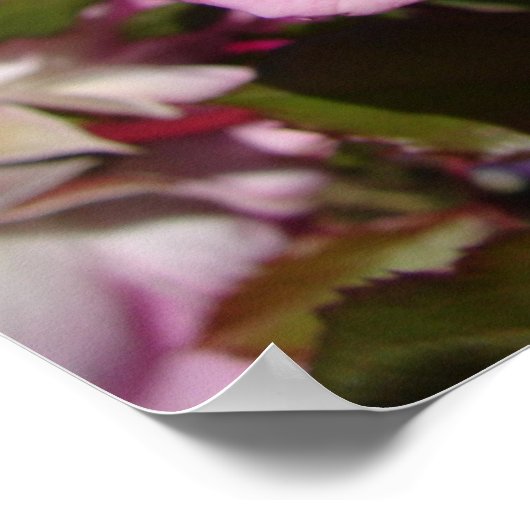 Roze Rose Rozen Spring Flower Garden Poster (Hoek)