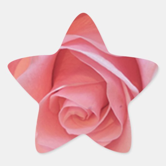Roze Rose Ster Sticker (Voorkant)