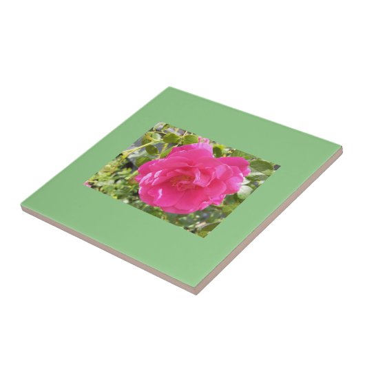 Roze Rose Tegeltje (Zijkant)