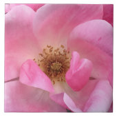 Roze Rose Tegeltje (Voorkant)