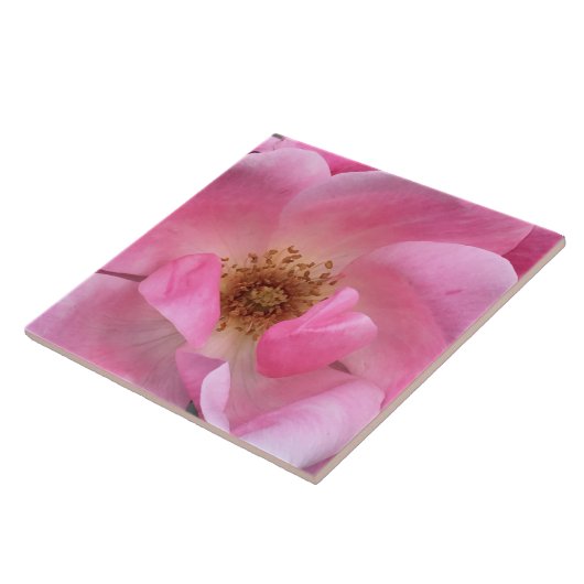 Roze Rose Tegeltje (Zijkant)