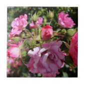 Roze Rose Tile Tegeltje (Voorkant)
