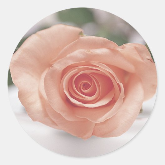 Roze Rose uitnodiging stickers (Voorkant)