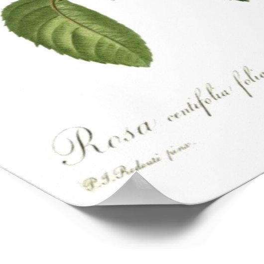 Roze Rose van Redoute Poster (Hoek)