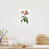 Roze Rose van Redoute Poster (Keuken)